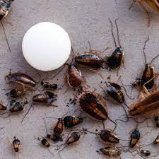 how to get rid of roaches extermpro