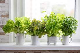 how to start an indoor vegetable garden