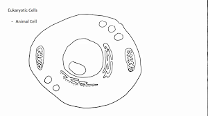 simple plant cell drawing at com for personal use 1284x720 how to draw cells