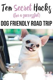 successful dog friendly road trip