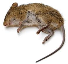 rats and get rid of rats
