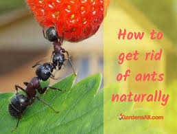get rid of ants naturally in the garden