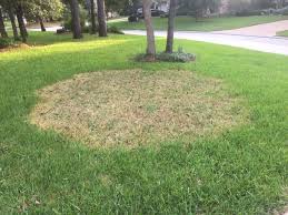 Lawn Experts Offer Grass Disease