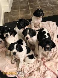 ● easy searching and secure buying. Pure Bred English Pointer Pups For Sale