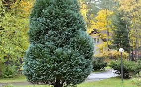 Evergreens For Your Nw Arkansas Home