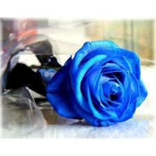 blue rose holland rose