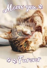 #this one is funny too #vday card #valentines day #valentines day cards #funny #cats #felines #animals #pink #tabby #feb14 #cards #kitty #cat. Cat Valentine S Day Cards Funky Pigeon
