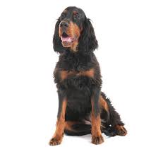 The gordon setter, a member of the sporting group, was developed from spaniel types to work alongside sportsmen as hunting dogs. Gordon Setter Rassebeschreibung Purina