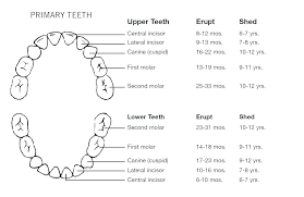 Canadian Teeth Numbering Chart Bedowntowndaytona Com