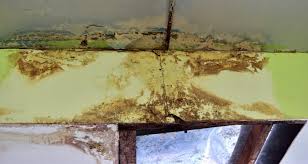 how to get rid of mold on floor joists