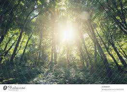 bright sun shines in the forest a