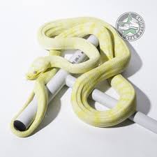 albino carpet python traits morphpedia