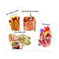 Free Sample 3d Human Heart System Anatomical Chart Buy Heart Anatomical Chart 3d Human Heart System Anatomical Chart Product On Alibaba Com