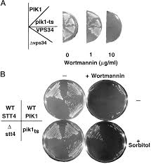 You must be logged in. Stt4 Is An Essential Phosphatidylinositol 4 Kinase That Is A Target Of Wortmannin In Saccharomyces Cerevisiae Journal Of Biological Chemistry