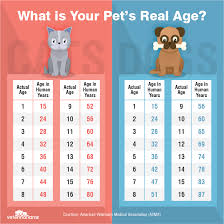 What Is The Age Of Cats In Human Years Veterinarians Com