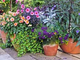 35 Patio Potted Plant And Flower Ideas