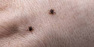 6 home remes for tick bites nada
