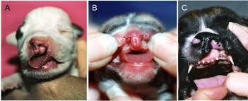 cleft lip and palate in dogs are