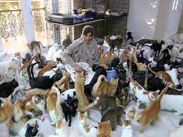 omani woman has nearly 500 cats