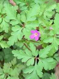 Geranium purpureum Calflora