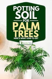 Potting Soil For Palm Trees Here S