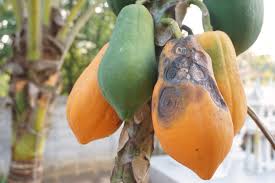 Learn how to grow an attractive papaya houseplant using seeds from a grocery store fruit. Treating Papayas With Anthracnose How To Control Anthracnose On Papaya Trees