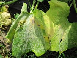 powdery mildew remes for plants