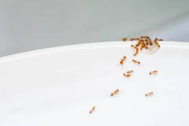 sugar ants identification behavior