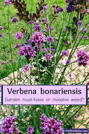 verbena bonariensis garden must have