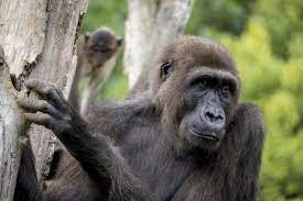 gorilla born in spain s valencia region