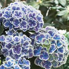 Купи корен хортензия на супер цена от практикер. Hortenziya Hydrangea Bicolor Blue White Sino Byala Dekorativni Hrasti Sortovisemena Bg