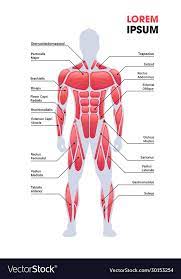 male muscular system board human body