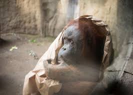 depressing photos of zoo s