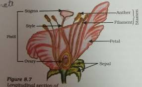 2 see answers samreenbegum933 samreenbegum933 hope this picture help you: Draw Neat Labelled Diagram Of Longitudinal Section Of Flower Brainly In