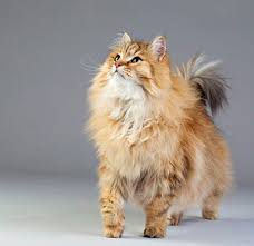 This page is intended to help you understand what we mean by the different colour names. 170 Siberian Cats Ideas Siberian Cat Cats Siberian Forest Cat
