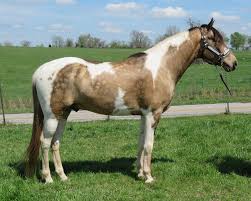 Buckskin Horse Facts With Pictures