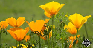 Fill the trays loosely with your prepared medium and top with a thin layer of perlite to allow sunlight. How To Grow California Poppy Your Questions Answered Gardening Channel