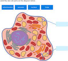 ixl compare cells and cell parts