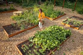 Best Vegetables To Grow In Southern