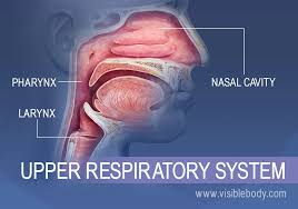 Resultado de imagen para activities to help 5th graders learn about the respiratory system
