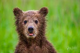 grizzly bear cub cute photo alaska