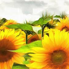 Field Of Sunflowers Sunflower Canvas