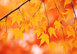 autumn wallpaper desktop backgrounds