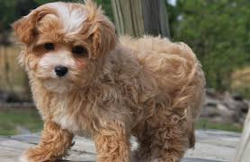 Many maltipoos are kept in puppy cut to reduce the need for brushing and bathing. Maltipoo Puppies Rescue Near Me Off 59 Www Usushimd Com