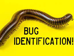 Check spelling or type a new query. Bug Identification Guide To Common Insects With Photos Owlcation