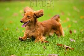 long haired dachshund stock photo