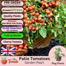 garden pearl tomato plug plants basket
