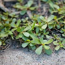33 lawn and garden weeds how to