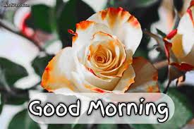 500 beautiful good morning images new