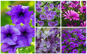 Purple flowers names and photos. 17 Fabulous Purple Flowering Annuals Photos Garden Lovers Club